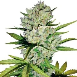 Super Skunk Automatic - Feminised - White Label