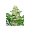 Super Skunk Automatic - Feminised - Sensi Seeds 1 Super Skunk Automatic - Feminised - Sensi Seeds -Uitgelichte Plantenzaadwinkel super skunk automatic photo