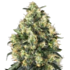 Super Skunk Automatic - 3pack - Feminised - Sensi Seeds -Uitgelichte Plantenzaadwinkel super skunk automatic xl 1