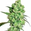 Super Skunk - Feminised - White Label -Uitgelichte Plantenzaadwinkel super skunk feminised amsterdamseedcenter