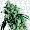 Super Skunk - Feminised - Sensi Seeds -Uitgelichte Plantenzaadwinkel super skunk feminised xl