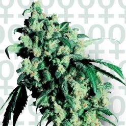 Super Skunk - Feminised - Sensi Seeds