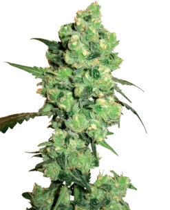 Super Skunk - 10-pack - Regular - White Label