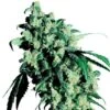 Super Skunk - Regular - Sensi Seeds -Uitgelichte Plantenzaadwinkel super skunk xl regular