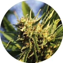 Super Auto Tao - Regular - Top Tao Seeds