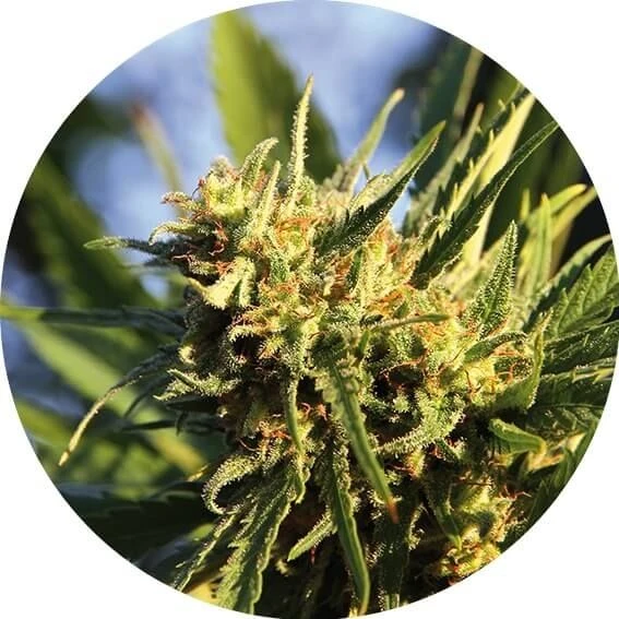 Super Auto Tao - Regular - Top Tao Seeds 4 Super Auto Tao - Regular - Top Tao Seeds - Afbeelding 2