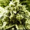 SuperCheese Express 5PACK - Feminised - Positronics -Uitgelichte Plantenzaadwinkel super cheese express positronics seeds