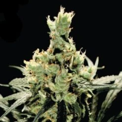 Super Lemon Haze - Feminised - Green House -Uitgelichte Plantenzaadwinkel super lemon haze