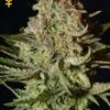 Super Bud - Feminised - Green House -Uitgelichte Plantenzaadwinkel superbud greenhouse seeds asc