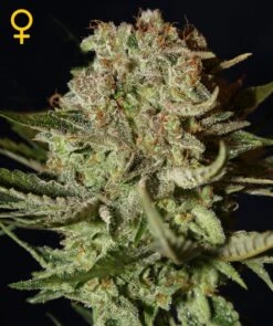 Super Bud - Feminised - Green House