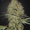 Super Bud Autoflowering - 5PACK - Feminised - Green House 1 Super Bud Autoflowering - 5PACK - Feminised - Green House -Uitgelichte Plantenzaadwinkel superbudauto