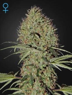 Super Bud Autoflowering - 5PACK - Feminised - Green House