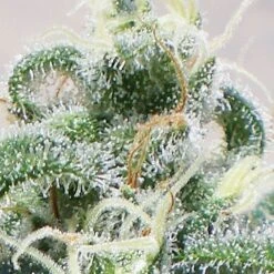 Supercheese - Feminised - Positronics -Uitgelichte Plantenzaadwinkel supercheese resin