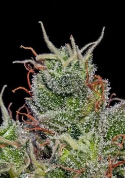 Supercheese Auto 5-pack - Feminised - Positronics