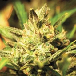 Super Critical Auto - Feminised - Green House