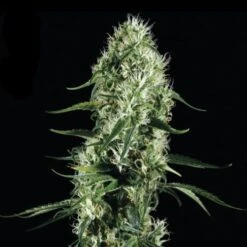 Super Silver Haze - Feminised - Green House -Uitgelichte Plantenzaadwinkel supersilverhaze