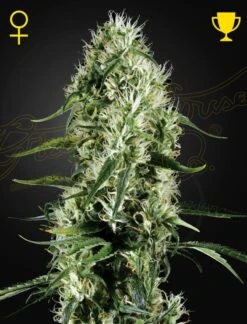 Super Silver Haze - Feminised - Green House