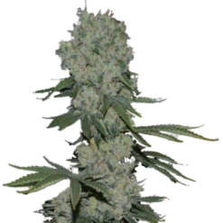Enemy Of The State - 5PACK - Feminised - Super Strains -Uitgelichte Plantenzaadwinkel superstrains enemy of the state bud 1