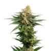 Dynamighty Auto - 5-pack - Feminised - Amsterdam Genetics -Uitgelichte Plantenzaadwinkel sw dynamighty