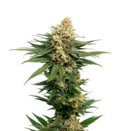 Dynamighty Auto - 5-pack - Feminised - Amsterdam Genetics