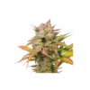 Auto Sweet Bourbon Kush - 5PACK - Feminised - Super Sativa Seed Club -Uitgelichte Plantenzaadwinkel sweet bourbon auto kush