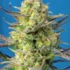 Sweet Cheese XL Auto - 3-pack - Feminised - Sweet Seeds 2 Sweet Cheese XL Auto - 3-pack - Feminised - Sweet Seeds -Uitgelichte Plantenzaadwinkel sweet cheese xl auto