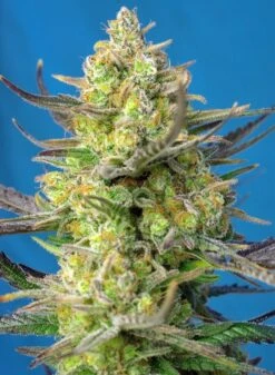 Sweet Cheese XL Auto - 3-pack - Feminised - Sweet Seeds