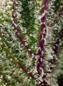 Sweet Cheese XL Auto - 3-pack - Feminised - Sweet Seeds -Uitgelichte Plantenzaadwinkel sweet cheese xl auto 2