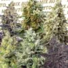 Sweet Mix Auto - 10-pack - Feminised - Sweet Seeds -Uitgelichte Plantenzaadwinkel sweet mix auto 1