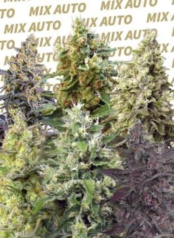 Sweet Mix Auto - 10-pack - Feminised - Sweet Seeds