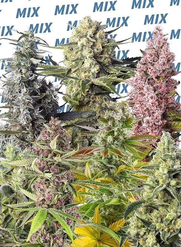 Sweet Mix Photo - 10-pack - Feminised - Sweet Seeds 3 Sweet Mix Photo - 10-pack - Feminised - Sweet Seeds