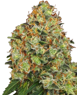 Sweet Tangerine Tango Automatic - Feminised - White Label