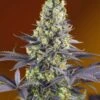 Sweet Zenzation - Feminised - Sweet Seeds 2 Sweet Zenzation - Feminised - Sweet Seeds -Uitgelichte Plantenzaadwinkel sweet zenzation seeds