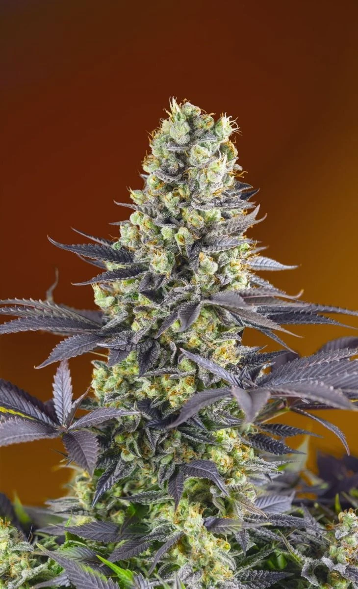 Sweet Zenzation - Feminised - Sweet Seeds 3 Sweet Zenzation - Feminised - Sweet Seeds