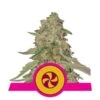 Sweet ZZ (Formerly Sweet Zkittlez) - Feminised - Royal Queen Seeds -Uitgelichte Plantenzaadwinkel sweet zkittlez