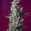 Sweet Cherry Pie - Feminised - Sweet Seeds 2 Sweet Cherry Pie - Feminised - Sweet Seeds -Uitgelichte Plantenzaadwinkel sweet cherry pie r sws92