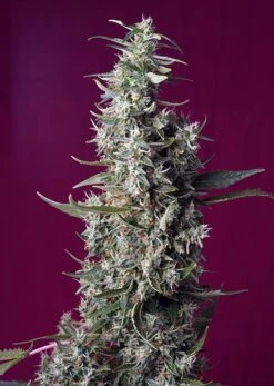 Sweet Cherry Pie - Feminised - Sweet Seeds