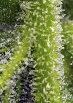 Sweet Gelato Auto - Feminised - Sweet Seeds