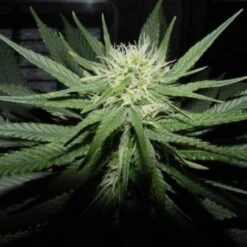 Sweet God - 12PACK - Regular - BC Bud Depot -Uitgelichte Plantenzaadwinkel sweet god bc bud depot