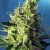Sweet Pure CBD - Feminised - Sweet Seeds -Uitgelichte Plantenzaadwinkel sweet pure cbd r sws65