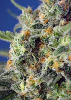 Sweet Pure CBD - Feminised - Sweet Seeds -Uitgelichte Plantenzaadwinkel sweet pure cbd r sws65 01