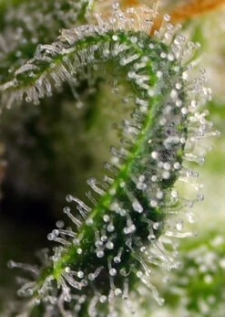 Sweet Pure CBD - Feminised - Sweet Seeds -Uitgelichte Plantenzaadwinkel sweet pure cbd r sws65 02