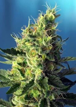 Sweet Pure CBD - Feminised - Sweet Seeds -Uitgelichte Plantenzaadwinkel sweet pure cbd r sws65