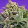 Sweet Cheese - Feminised - Sweet Seeds -Uitgelichte Plantenzaadwinkel sweetcheese
