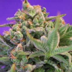 Sweet Cheese - Feminised - Sweet Seeds