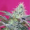 Sweet Cheese Auto - Feminised - Sweet Seeds 1 Sweet Cheese Auto - Feminised - Sweet Seeds -Uitgelichte Plantenzaadwinkel sweetcheeseauto