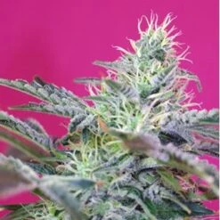 Sweet Cheese Auto - Feminised - Sweet Seeds