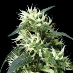 Sweet Mango Autoflowering - Feminised - Green House