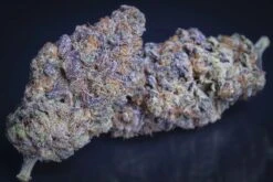 Sweetopia - Feminised - Paradise Seeds -Uitgelichte Plantenzaadwinkel sweetopia dried flower ii