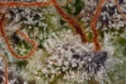 Sweetopia - Feminised - Paradise Seeds -Uitgelichte Plantenzaadwinkel sweetopia macro